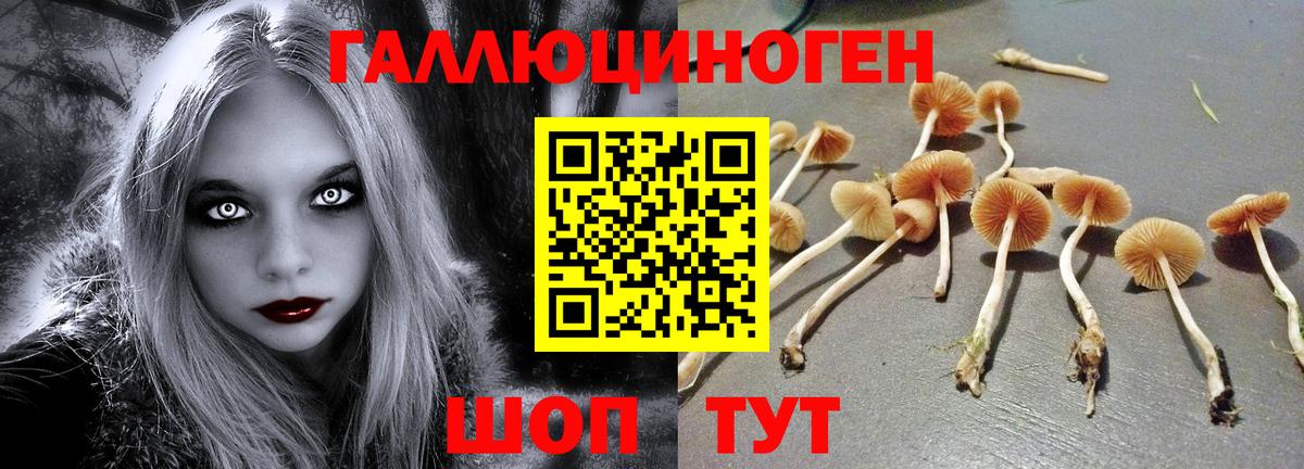 Псилоцибиновые грибы Psilocybe  Вход с VPN  Волжск 